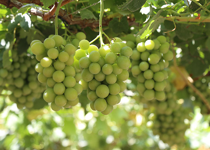 Green-Grapes